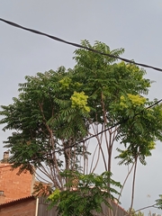 Ailanthus altissima