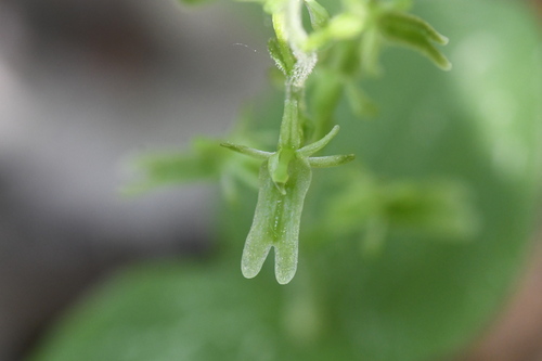 Image of Neottia auriculata by (c) Henrique Pacheco, some rights reserved (CC BY)