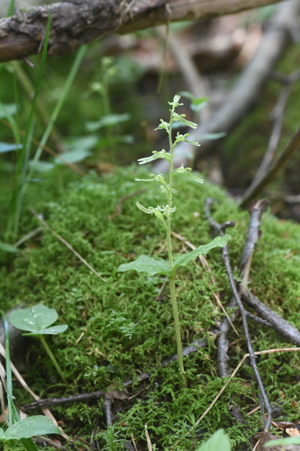Image of Neottia auriculata by (c) Henrique Pacheco, some rights reserved (CC BY)
