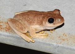 Litoria rothii