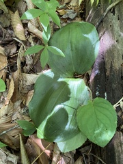 Platanthera orbiculata