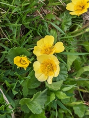 Geum montanum