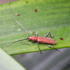 Allotraeus orientalis