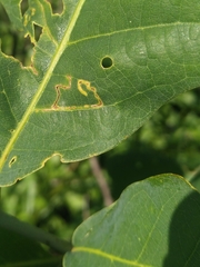 Neurobathra strigifinitella