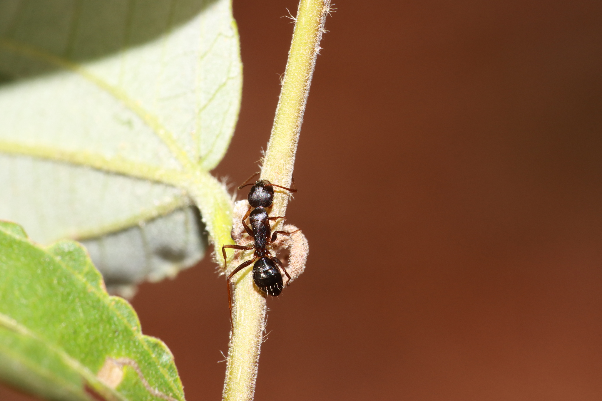 Paramyrmamblys