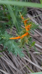 Triphragmium filipendulae