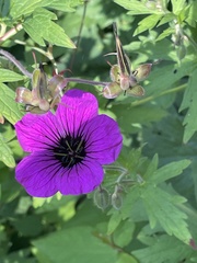 Geranium psilostemon