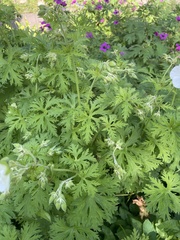 Geranium psilostemon