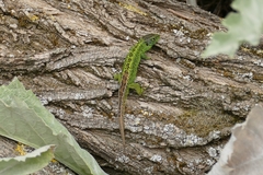 Lacerta agilis