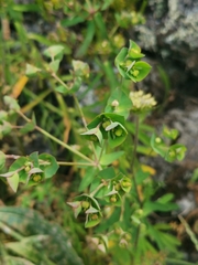 Euphorbia azorica