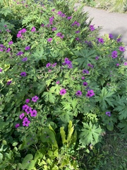 Geranium psilostemon