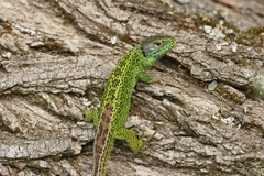 Lacerta agilis