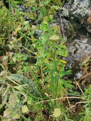 Euphorbia azorica
