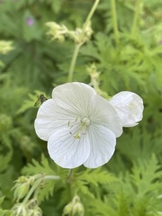 Geranium rivulare