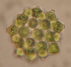 Coelastrum pulchrum