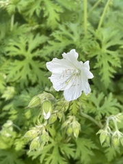 Geranium rivulare