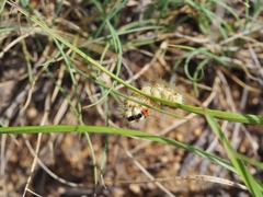 Acronicta euphorbiae