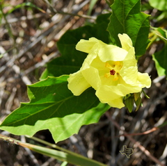 Cienfuegosia drummondii