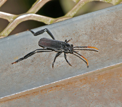 Polyschisis melanaria