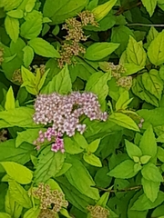 Spiraea japonica