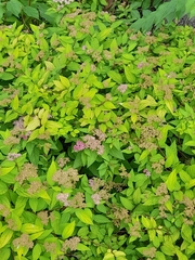Spiraea japonica
