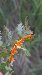 Triphragmium filipendulae