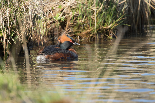 Zampullín cuellirrojo (Podiceps auritus)