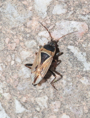 Xanthochilus quadratus