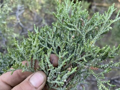 Juniperus occidentalis