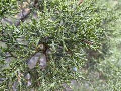 Juniperus occidentalis