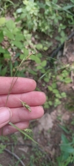 Carex formosa