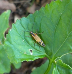 Chauliognathus marginatus