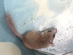 Graphiurus lorraineus