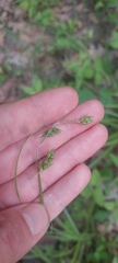 Carex formosa