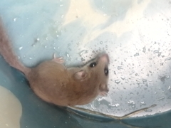 Graphiurus lorraineus