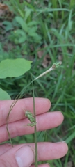 Carex formosa