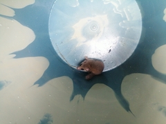 Graphiurus lorraineus