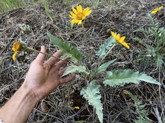 Balsamorhiza serrata