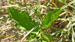 Cienfuegosia drummondii