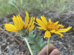 Balsamorhiza serrata