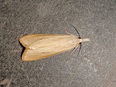 Scirpophaga incertulas