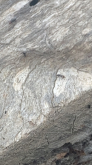 Crematogaster scutellaris