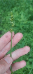 Carex conjuncta