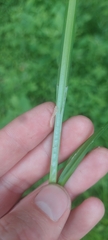 Carex conjuncta