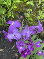 Matthiola maderensis