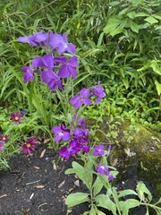 Matthiola maderensis