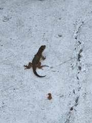 Leiocephalus carinatus