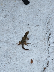 Leiocephalus carinatus