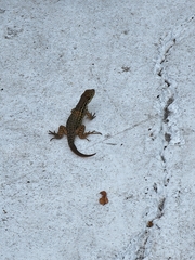 Leiocephalus carinatus