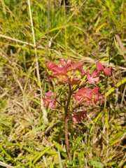 Euphorbia azorica